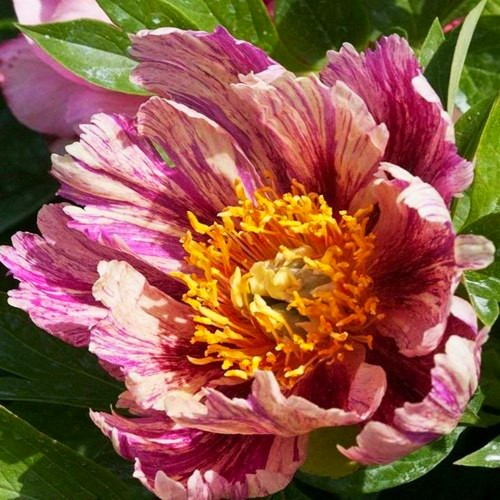 Paeonia intersectional 'Anderson's Kaleidoscope' - Itoh pojeng 'Anderson's Kaleidoscope'